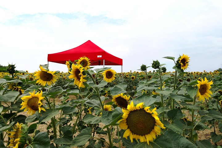 Foișor pliabil pentru imprimare publicitară 3m*6m