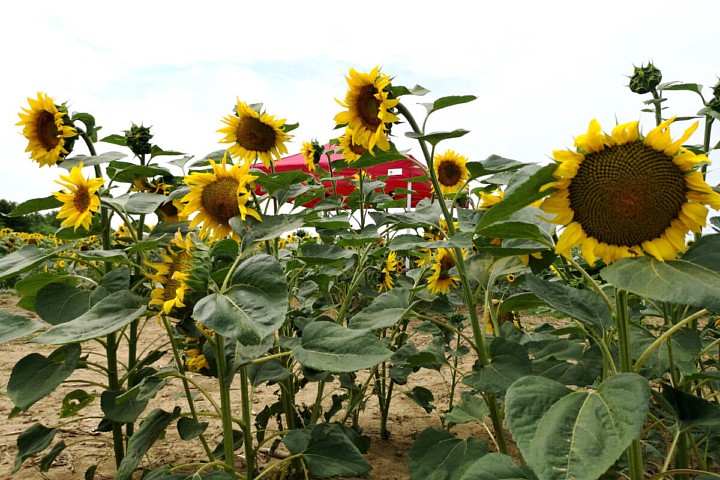 cort de petrecere promotional 3m*6m